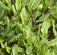 SHEEP SORREL HERB